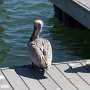 <p align="left">Les pélicans bruns sont plus faciles à photographier quand ils sont bien tranquilles sur les quais. Mais tellement plus spectaculaire en vol quand ils frôlent les vagues.